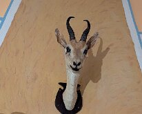 2025-10-12 22.08.59 African antelope above the hearth